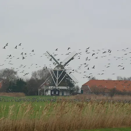 Schwalbennest *